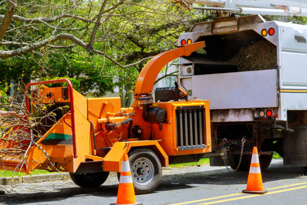 Why Choose Our Tree Removal Services in Santa Paula, CA?